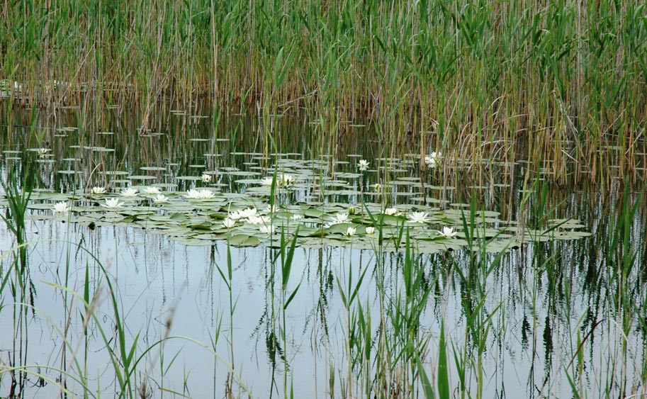 DSC_0115_corr