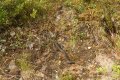 004-IMG_9597.JPG.small.jpeg